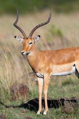 Gazelle 