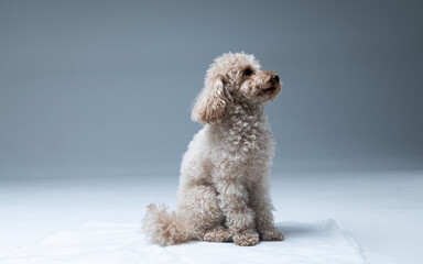 White miniature poodle on a light background. Studio shot of a dog. Maltipoo
