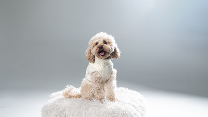 White miniature poodle on a light background. Studio shot of a dog. Maltipoo

