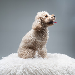 White miniature poodle on a light background. Studio shot of a dog. Maltipoo
