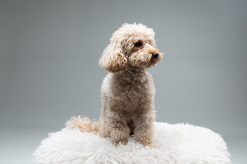 White miniature poodle on a light background. Studio shot of a dog. Maltipoo
