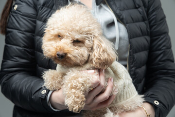 White miniature poodle on a light background. Studio shot of a dog. Maltipoo
