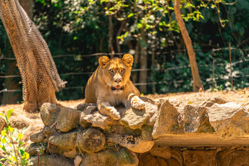 A beautiful female lion laying down in the sun. In the Zoo in Sao Paulo, Brazil.