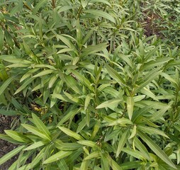 Fondo de follaje de hojas de arbusto Nerium oleander