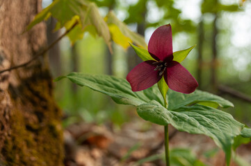 Close-up of pollen falling out of a vibrant red Trillium wildflower with detailed petals surrounded by soft green foliage in a forest. Captures the beauty of nature in intricate details.
