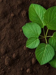 Close-up of a plant with large, green leaves. the leaves are arranged in a fan-like pattern and are slightly curled at the edges.