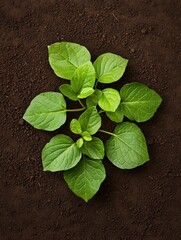 Naklejka premium Small plant with six green leaves growing out of the soil. the leaves are oval-shaped and have a glossy texture. the soil is dark brown and appears to be freshly dug up.