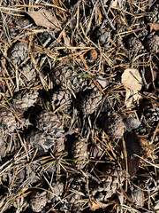 photography, nature, natural materials, spring