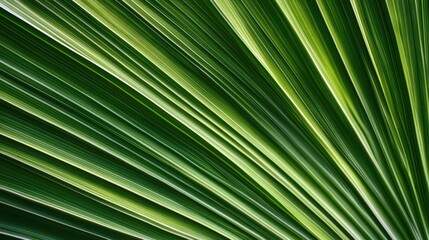 Obraz premium A close-up image of a vibrant green palm leaf showcasing its intricate patterns and textures under natural light.