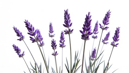 Naklejka premium Lavender flowers isolated on white background