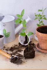 seedlings of verbena in a pot