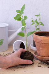 seedlings of verbena in a pot
