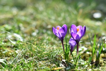 Kwiaty krokusów wielkokwiatowych odmiany 'Flower Record' w słońcu 
