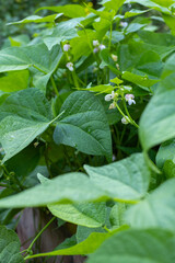 Organically homegrown bush snap green beans growing in a garden in summer