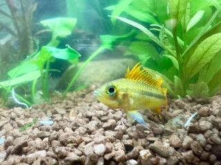 tropical fish Apistogramma cacatuoides, cockatoo dwarf cichlid in aquarium