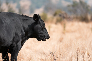 cow with jaundiced liver fluke symptoms in a field on a farm