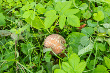 Rotten apples on ground in orchard. Fallen overripe apples in a field, some fresh, some rotten....
