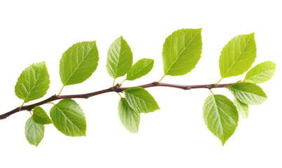 Fototapeta premium Fresh green leaves on a branch, cut out