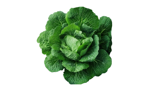 Chinese cabbage isolated on transparent background