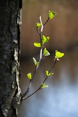 pierwsze listki brzozy © Beata