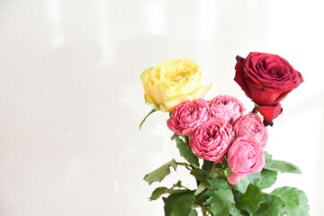 黄色と赤のばら