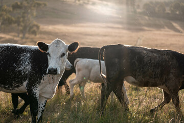Carbon neutral cattle farming in a free range field on a farm in Australia  beautiful cattle in Australia eating grass, grazing on pasture. Herd of cows free range beef being regenerative raised