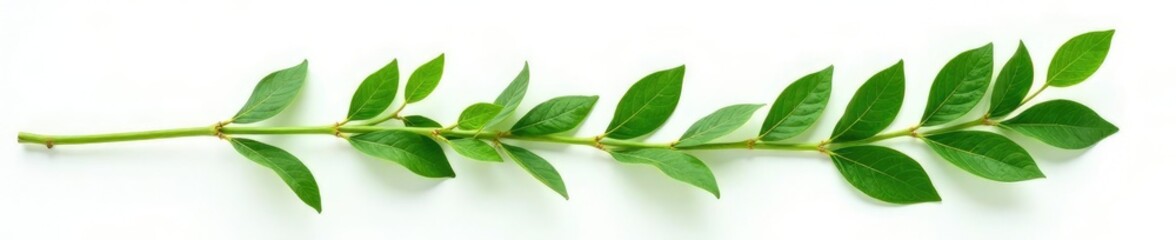 Green stem with leaves isolated on white background, foliage, leaves, plants