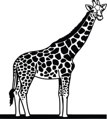 Naklejka premium giraffe isolated on white