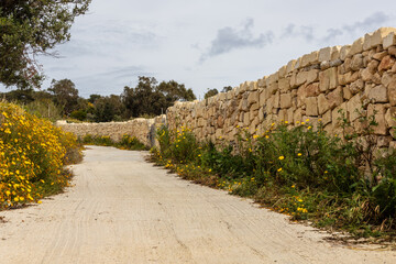 Rural stone-walled pathway in Malta with wildflowers. A scenic countryside road in Malta, lined with traditional limestone walls and vibrant yellow wildflowers, winding through a rural landscape