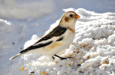 A snow bunting in winter, Sainte-Apolline, Québec, Canada