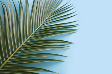 Obraz premium palm tree branch on a blue background