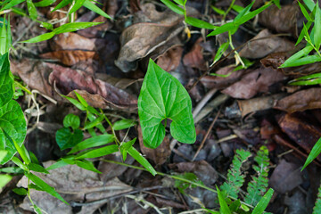 Typhonium blumei or divaricate typhonium plant growing up in the forest