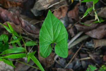Divaricate typhonium or Typhonium blumei plant 