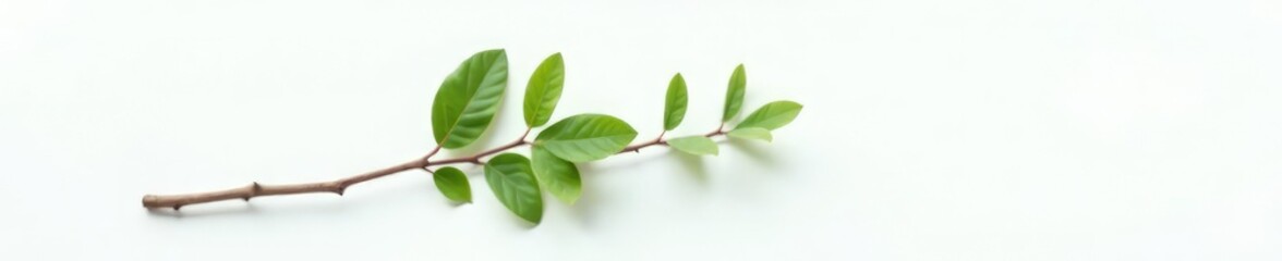 Obraz premium Single branch with leaves and stems on a plain white surface, foliage, branch