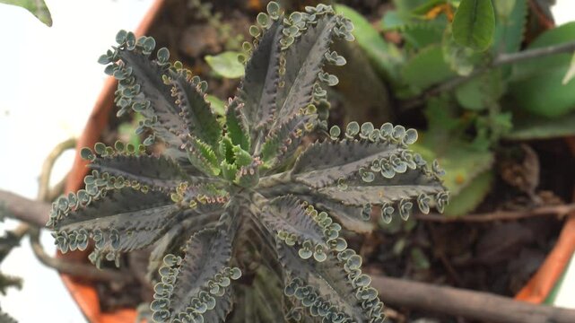 close up  4k video of non flowering propagation in mother of thousands plant