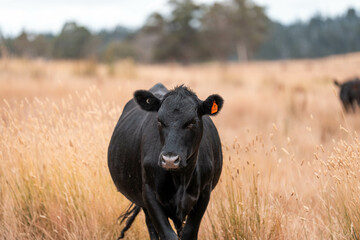 cattle grazing on a farm, beautiful landscape, Herd of sustainable cows on a green hill on a farm...