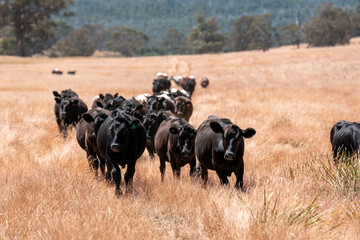 cattle grazing on a farm, beautiful landscape, Herd of sustainable cows on a green hill on a farm...