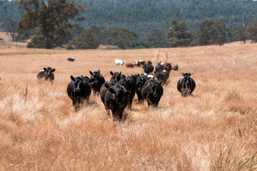 cattle grazing on a farm, beautiful landscape, Herd of sustainable cows on a green hill on a farm in Australia. Beautiful cow in a field. Australian Farming landscape with Angus and Murray grey cattle