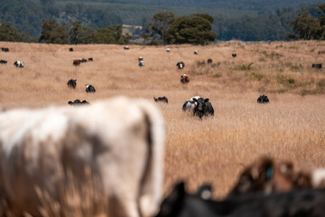 Carbon neutral cattle farming in a free range field on a farm in Australia  beautiful cattle in...
