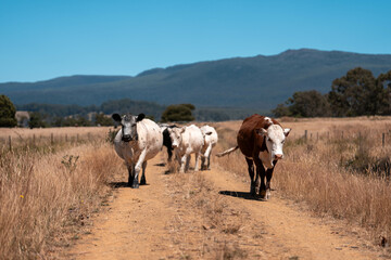 Obraz premium Carbon neutral cattle farming in a free range field on a farm in Australia beautiful cattle in Australia eating grass, grazing on pasture. Herd of cows free range beef being regenerative raised