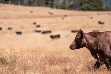 cattle grazing on a farm, beautiful landscape, Herd of sustainable cows on a green hill on a farm in Australia. Beautiful cow in a field. Australian Farming landscape with Angus and Murray grey cattle