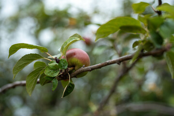apple tree orchard getting new leaves in spring in australia