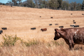 Carbon neutral cattle farming in a free range field on a farm in Australia  beautiful cattle in Australia eating grass, grazing on pasture. Herd of cows free range beef being regenerative raised