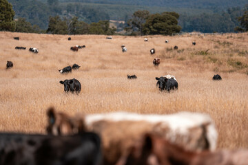 cattle grazing on a farm, beautiful landscape, Herd of sustainable cows on a green hill on a farm in Australia. Beautiful cow in a field. Australian Farming landscape with Angus and Murray grey cattle