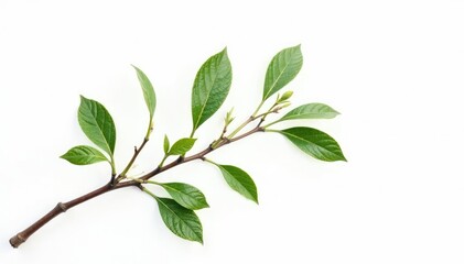 Obraz premium Delicate branch isolated on white background with fine twigs and leaves, nature, plant