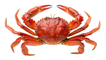 Red crab on transparent background