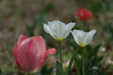 色とりどりに咲き誇る赤白黄色