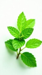 Fresh mint leaves isolated on white background, nature, leafy, greens