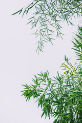 Naklejka premium Green bamboo branches with delicate leaves extend into a bright, clean sky, creating a fresh and natural backdrop. The minimalistic composition highlights the beauty of tropical foliage. 
