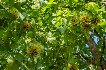 Green hazel nuts in spiky seed pods hanging on tree branches, bright sunny summer day, fresh foliage, forest background.